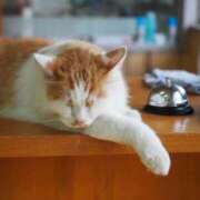 ヒメ日記 2026/06/13 06:11 投稿 なつき 吉原ファーストレディ