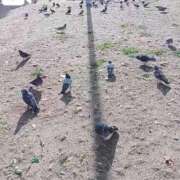 ヒメ日記 2025/12/12 12:09 投稿 いおり バカンス学園　谷九校