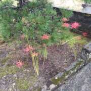 ヒメ日記 2025/09/25 20:05 投稿 夏菜 秘密倶楽部 凛 船橋本店