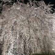 ヒメ日記 2025/04/19 14:49 投稿 花火【ハナビ】 LOVEキタ兎我野店