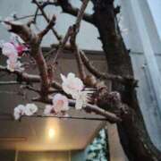 ヒメ日記 2026/03/19 21:41 投稿 ホノカ ソープランド マックス