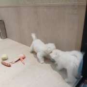 ヒメ日記 2026/04/02 12:20 投稿 ホノカ ソープランド マックス