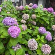 ヒメ日記 2026/06/26 14:55 投稿 あや THE ESUTE HOUSE 柴田