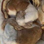 三島れいか 朝から 洗体アカスリとHなスパのお店