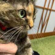 ヒメ日記 2025/11/06 09:14 投稿 前田　ななこ ギン妻パラダイス 谷九店