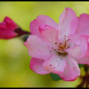 ヒメ日記 2025/05/27 03:09 投稿 モモカ Club 妻