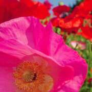 ヒメ日記 2025/06/07 18:32 投稿 モモカ Club 妻