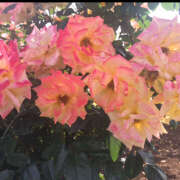 ヒメ日記 2025/06/18 17:20 投稿 モモカ Club 妻