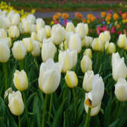 ヒメ日記 2025/07/03 17:18 投稿 モモカ Club 妻