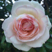 ヒメ日記 2025/07/10 17:21 投稿 モモカ Club 妻