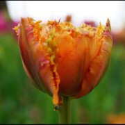 ヒメ日記 2025/07/14 18:41 投稿 モモカ Club 妻