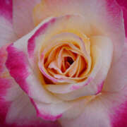 ヒメ日記 2025/07/23 23:26 投稿 モモカ Club 妻