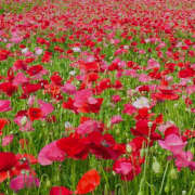 ヒメ日記 2025/07/26 11:21 投稿 モモカ Club 妻