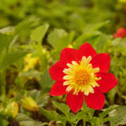 ヒメ日記 2025/09/01 13:31 投稿 モモカ Club 妻