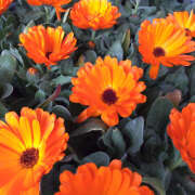 ヒメ日記 2025/10/29 07:32 投稿 モモカ Club 妻