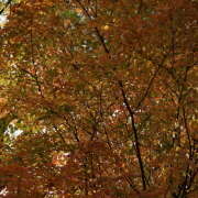 ヒメ日記 2025/11/24 10:50 投稿 モモカ Club 妻