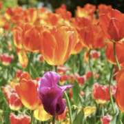 ヒメ日記 2026/01/11 09:33 投稿 モモカ Club 妻