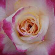 ヒメ日記 2026/01/22 11:31 投稿 モモカ Club 妻