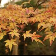 ヒメ日記 2026/02/11 11:11 投稿 モモカ Club 妻