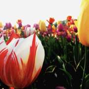 ヒメ日記 2026/02/12 10:42 投稿 モモカ Club 妻