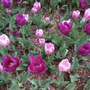 ヒメ日記 2026/04/18 15:35 投稿 モモカ Club 妻