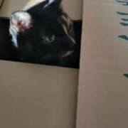 ヒメ日記 2025/03/16 00:26 投稿 かすみ 吉原ファーストレディ