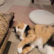 ヒメ日記 2025/03/19 15:26 投稿 かすみ 吉原ファーストレディ