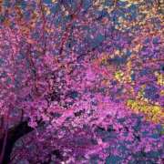 ヒメ日記 2025/04/02 21:59 投稿 かすみ 吉原ファーストレディ