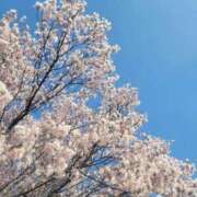 ヒメ日記 2026/03/29 01:36 投稿 かすみ 吉原ファーストレディ