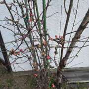 ヒメ日記 2025/03/04 14:18 投稿 さやか 素人妻達☆マイふぇらレディー