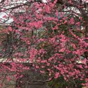 ヒメ日記 2025/03/10 10:44 投稿 さやか 素人妻達☆マイふぇらレディー