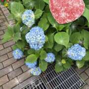 ヒメ日記 2025/05/25 17:07 投稿 さやか 素人妻達☆マイふぇらレディー