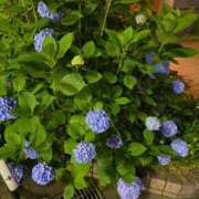 ヒメ日記 2025/06/05 22:01 投稿 さやか 素人妻達☆マイふぇらレディー