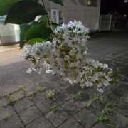 ヒメ日記 2025/07/20 14:49 投稿 さやか 素人妻達☆マイふぇらレディー