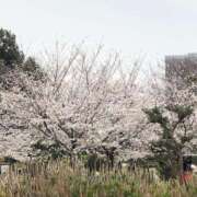 ヒメ日記 2025/04/02 12:19 投稿 いろは ギン妻パラダイス 堺東店