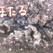 ヒメ日記 2025/04/09 12:18 投稿 高木蛍 五十路マダム静岡店（カサブランカG）