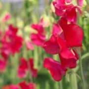 ヒメ日記 2025/03/22 23:03 投稿 あかね フェアリー【都城店】