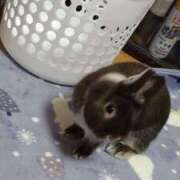 ヒメ日記 2025/04/08 08:51 投稿 かやの 熟女の風俗アウトレット 岐阜岐南店