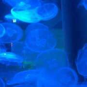 ヒメ日記 2025/04/09 15:16 投稿 滝沢　きらり 新潟市鳥屋野潟ちゃんこ