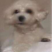 ヒメ日記 2025/12/30 22:09 投稿 ゆうき 新宿プチドール