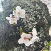 ヒメ日記 2026/03/30 19:24 投稿 ひめ花 ドMな奥様 京都店