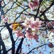 ヒメ日記 2026/04/24 10:41 投稿 ひいろ 21世紀