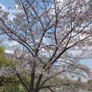 ヒメ日記 2026/03/28 14:33 投稿 きみこ 五反田・品川おかあさん