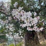 ヒメ日記 2026/04/02 14:33 投稿 きみこ 五反田・品川おかあさん