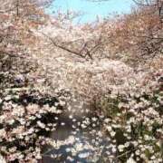 きみこ 昨日のお礼🌸 五反田・品川おかあさん