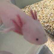 ヒメ日記 2025/07/05 08:42 投稿 天使ちむ AJ DOLLS(エージェイドールズ)