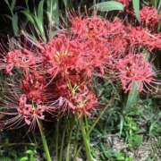 ヒメ日記 2025/09/30 10:42 投稿 天使ちむ AJ DOLLS(エージェイドールズ)