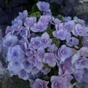 ヒメ日記 2025/05/01 17:00 投稿 ありす 豊満倶楽部