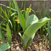 ヒメ日記 2025/03/26 10:33 投稿 つぐみ 成田人妻花壇