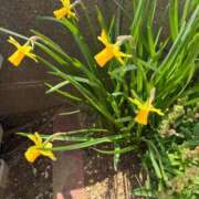 ヒメ日記 2025/03/27 08:56 投稿 つぐみ 成田人妻花壇